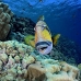 triggerfish_titan_bro_b_ni_v_0603_egy1078.jpg